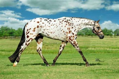 leopard appaloosa horses  ponies pinterest appaloosa