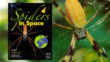 spiders  space bioed
