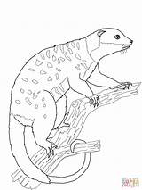 Possum Brushtail Glider Designlooter Ringtail Getdrawings Cuscus sketch template
