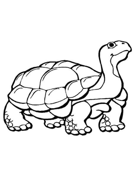 learning years animal coloring pages turtle