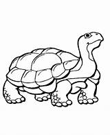 Tiere Ausmalbilder Tortoise Outs Coloringhome Hibernating Crocodile sketch template