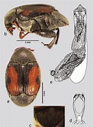 Afbeeldingsresultaten voor "corycaeus Limbatus". Grootte: 136 x 185. Bron: www.researchgate.net