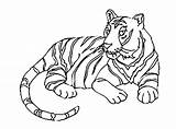 Coloring Tigers Color Pages Kids Print Children Animals sketch template