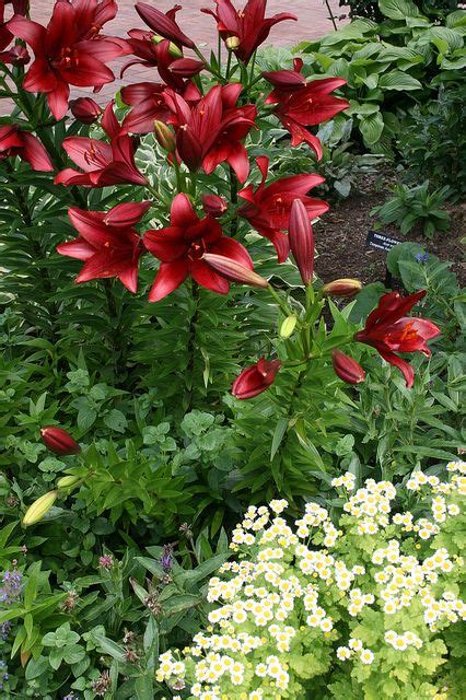 pin  catherine byrne  lilies plants garden lily