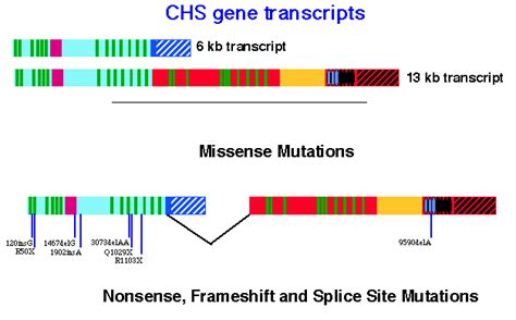 map  chs gene mutations