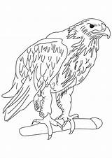 Eagle Adler Golden Ausmalbilder Aquile Ausmalbild Disegno Templates Aquila Harpy Effortfulg Reali Colorare Malvorlagen Bird Getdrawings Reale Getcolorings Hawk Scaricare sketch template