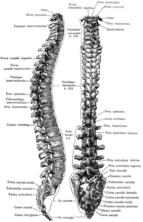 vertebral column clipart   cliparts  images
