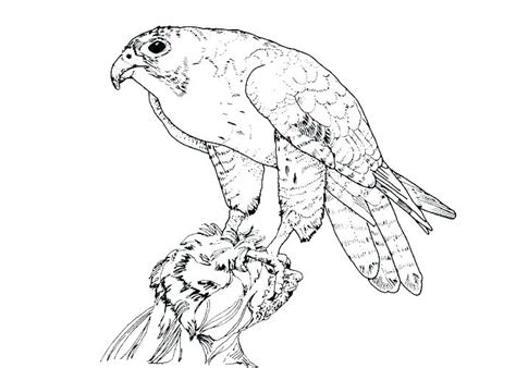 birds  prey coloring pages  getdrawings