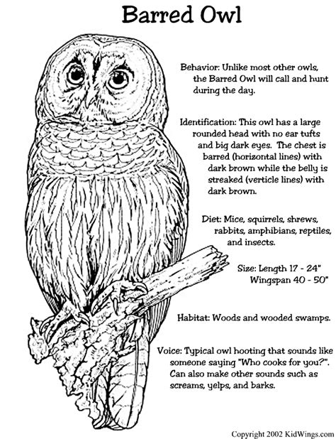 barred owl owl coloring pages owl spirit animal owl facts