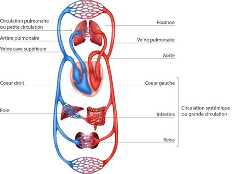 quiz anatomie du coeur et de la circulation thanatofrance ecoles