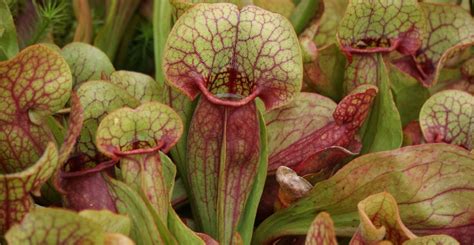 pitcher plants   luring  prey  specialized scents
