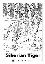 Coloring Tiger Siberian 58kb Amur sketch template
