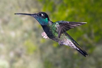 magnificent hummingbird  animal files