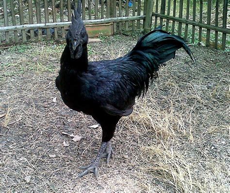 tipos de pollos negros guia de raza conozca  sus pollos chad