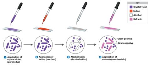 Gram Staining Principle Procedure And Results