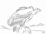 Vulture Colorare Avvoltoio Lusso Disegno Designlooter Bambin sketch template