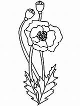 Poppy Coloring Flower California Pages Drawing Kids Print Clipart State Simple Flowers Getdrawings Color อก บ อร เล Library Kidsplaycolor sketch template