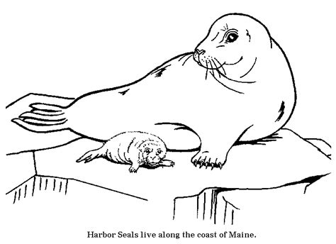 arctic seal coloring pages coloring cool