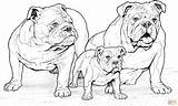 Coloring Pages Puppy English Bulldog Bulldogs Realistic Printable Dog Drawing American Dogs Bull Clipart Supercoloring Sheets Adults Print Book Main sketch template