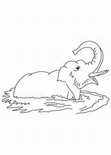 Elephant Coloring Water Pages Muddy Collecting Seal Library Clipart Line Popular sketch template
