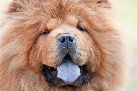 chow chow breed information pet