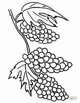 Grapes Coloring Pages Clusters Grape Printable Clipart Color Drawing Vine Draw Clip Popular sketch template