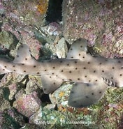 Afbeeldingsresultaten voor "heterodontus Mexicanus". Grootte: 176 x 185. Bron: www.sharksandrays.com