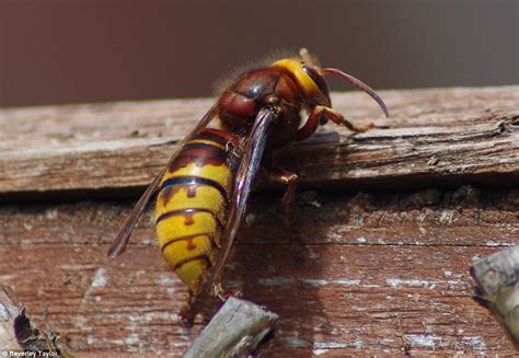 it s an invasion another huge european hornet spotted as anxious