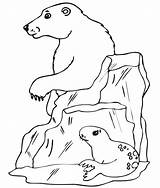 Polar Bear Coloring Pages Animals Color Printable Arctic Kids Animal Print Bears Template Clipart Printables Seal Cartoon Sheets Sheet Bulldogs sketch template