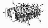 Membrane sketch template