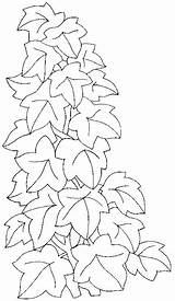 Lierre Grimpant Enredaderas Rosas Vine Coloriages Dibujo Plante Greluche Hojas Enredadera Vitral Hermosas Leaves Plantes sketch template