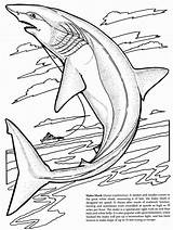 Shark Coloring Pages Basking Getdrawings sketch template