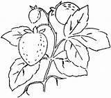 Coloring Pages Strawberry Hearts Strawberries Three Printable Color sketch template