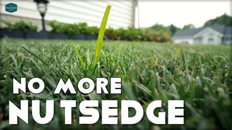 How To Get Rid Of Nutsedge In Your Lawn Youtube