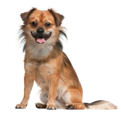 dog behavior blog fully understand  dog