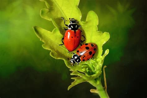 Two Ladybugs On A Leaf Photograph By Donna Kennedy Fine Art America
