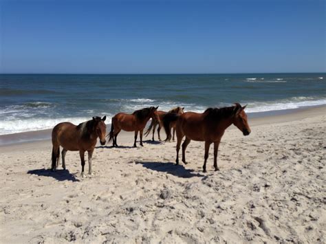 assateague island wild ponies horses   beach