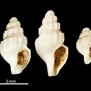 Afbeeldingsresultaten voor Oenopota. Grootte: 184 x 185. Bron: animalia.bio