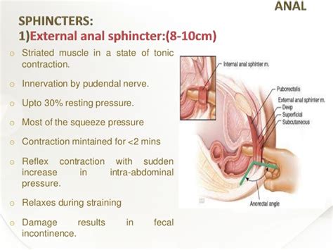 function of the external anal sphincter porn clips comments 1