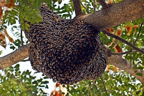 start  beehive  wild bees     odh
