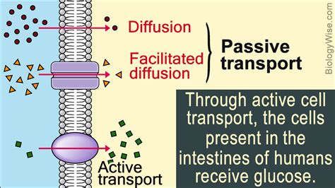 passive transport  active transport biology wise