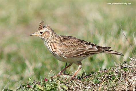 skylark