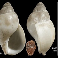 Afbeeldingsresultaten voor "liomesus Ovum". Grootte: 187 x 185. Bron: www.marinespecies.org