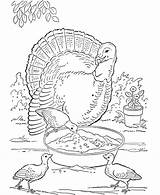 Coloring Turkey Farm Animal Pages Animals Realistic Printable Kids Print Turkeys Adult Thanksgiving Older Color Clipart Wild Different Children Rules sketch template
