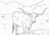 Coloring Longhorn Texas Cow Comments Coloringhome sketch template