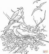 Coloring Pages Frigatebird Tawny Frogmouth Magnificent Drawing Drawings Printable sketch template