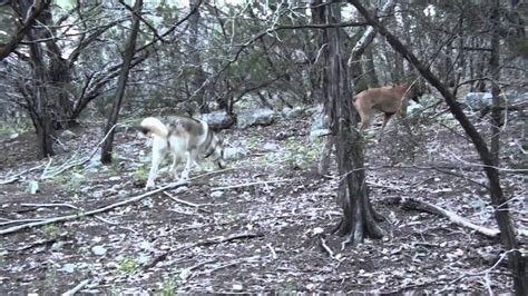 The Kill Zone Weird Deer Kill Youtube