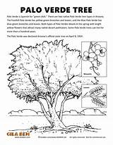 Palo Verde Coloring Tree Arizona State Artwork sketch template