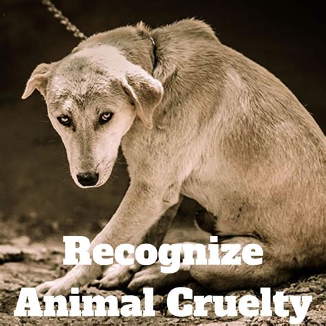 recognize  signs  animal cruelty  neglect