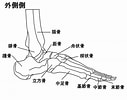 足の骨と関節 に対する画像結果.サイズ: 127 x 100。ソース: lapinblanc-insole.net